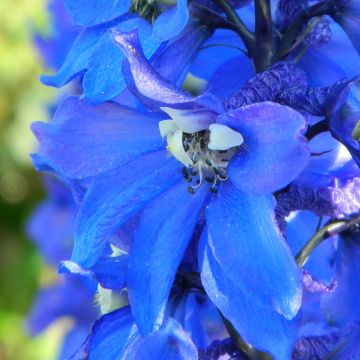 Espuela de caballero - Delphinium Pacific-hybrid Cristella