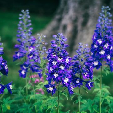 Espuela de caballero - Delphinium Pacific-hybrid Magic Fountain Dark Blue-White Be