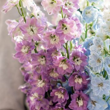 Espuela de caballero - Delphinium Pacific-hybrid Deep Rose-White Bee