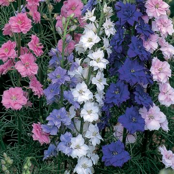 Espuela de caballero - Delphinium Little Rocket Mix