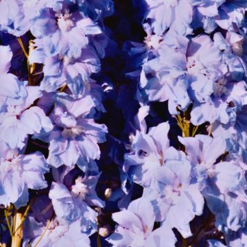 Espuela de caballero - Delphinium Pacific-hybrid Misty Mauves