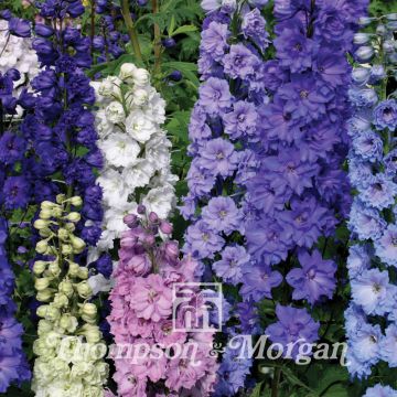 Espuela de caballero - Delphinium New Zealand Doubles Mixed