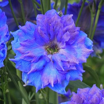 Espuela de caballero - Delphinium elatum Pagan Purples