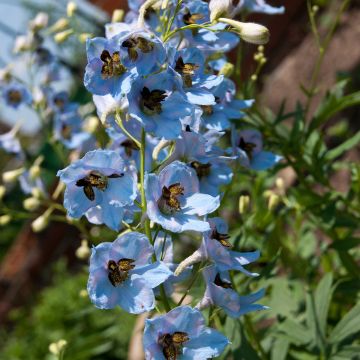 Espuela de caballero - Delphinium Pacific-hybrid Perlmutterbaum