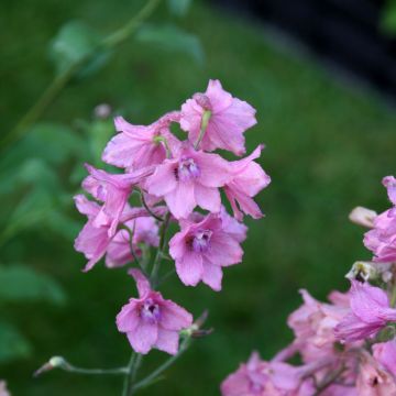 Espuela de caballero - Delphinium ruysii Pink Sensation
