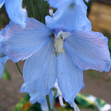 Espuela de caballero - Delphinium belladona Ballkleid