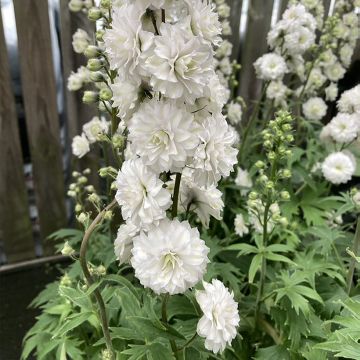 Espuela de caballero - Delphinium elatum Highlander Samba