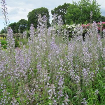 Espuela de caballero - Delphinium requienii