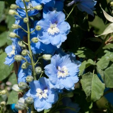 Espuela de caballero - Delphinium Pacific-hybrid Summer Skies