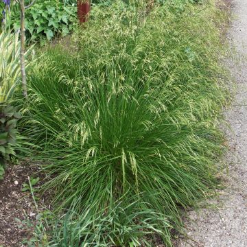 Deschampsia caespitosa Goldtau - Grama de monte