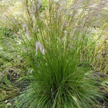 Deschampsia caespitosa Tardiflora - Grama de monte
