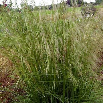 Deschampsia caespitosa Tauträger - Grama de monte