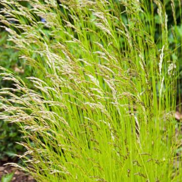 Deschampsia flexuosa Tatra Gold - Heno