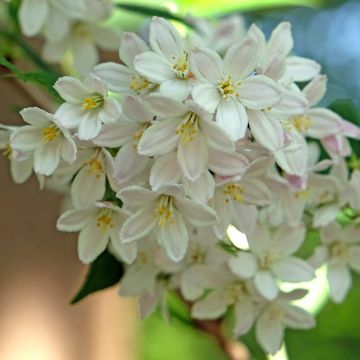 Deutzia lemoinei - Deucia