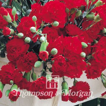 Dianthus caryophyllus Trailing Carnations Mixed - Clavel