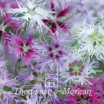 Dianthus hybrid Rainbow Loveliness Improved Mixed - Clavel