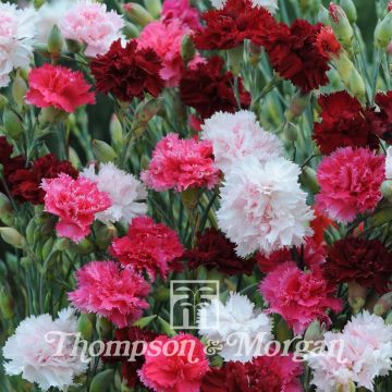Clavel coronado Sonata - Dianthus plumarius