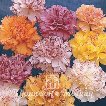 Dianthus caryophyllus Stripes & Picotees - Clavel