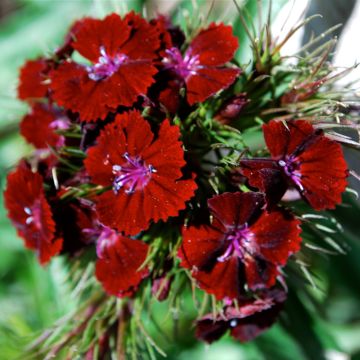 Clavel del poeta Oeschberg - Dianthus barbatus