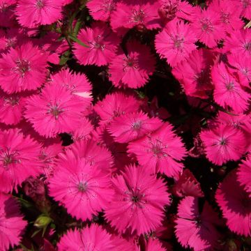 Clavel del poeta Pink Beauty - Dianthus barbatus