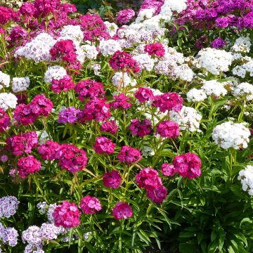 Clavel del poeta Precurseur - Dianthus barbatus