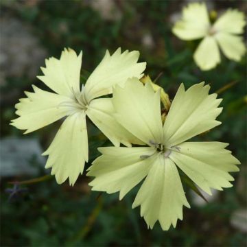 Dianthus knappii - Clavel