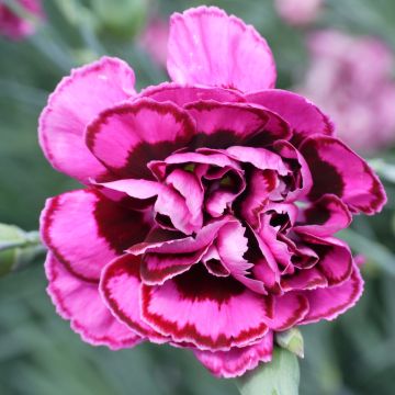 Clavel coronado Laced Monarch - Dianthus plumarius