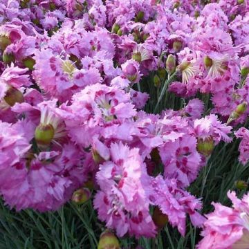 Clavel coronado Maggie - Dianthus plumarius