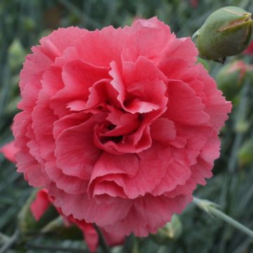 Clavel coronado Pretty Flamingo - Dianthus plumarius