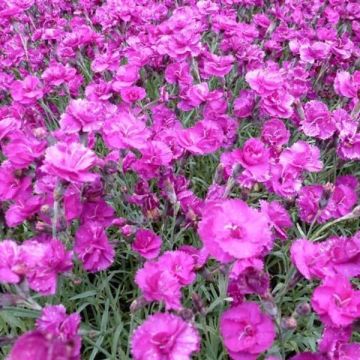 Clavel coronado Warden Hybrid - Dianthus plumarius