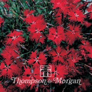 Dianthus superbus Crimsonia - Clavel