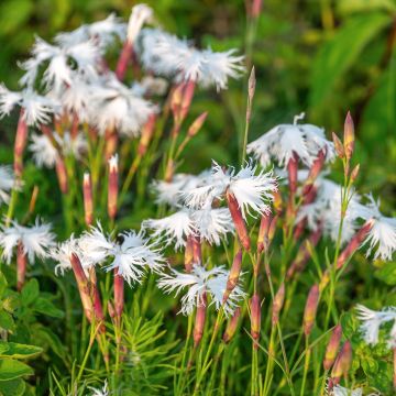 Dianthus squarrosa Berlin Snow - Clavel