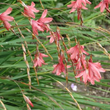 Dierama igneum - Pluma del ángel