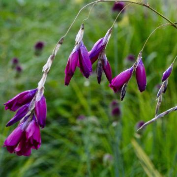 Dierama pulcherrimum Dark Cerise - Pluma del ángel rosa