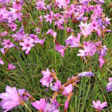 Dierama trichorhizum - Pluma de ángel