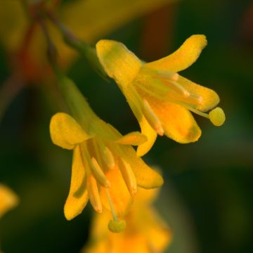 Diervilla splendens - Brezalillo