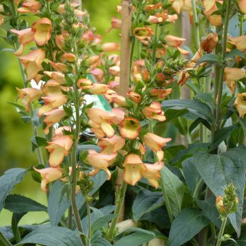Digitalis Illumination Apricot - Digital