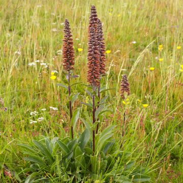 Digitalis parviflora - Dedalera de flores pequeñas