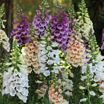 Digitalis Dalmatian - Digital