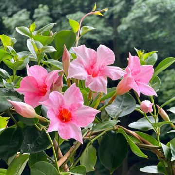 Dipladenia Diamantina Tourmaline Pink - Mandevilla