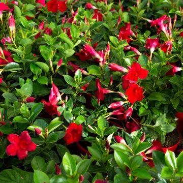 Dipladenia Diamantina Agate mini Strawberry red - Mandevilla