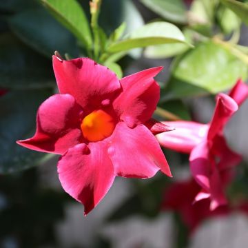 Dipladenia Diamantina Tourmaline Fucsia intense - Mandevilla
