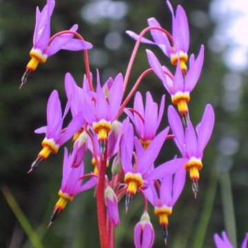 Dodecatheon pulchellum Red Wings - Primula de las praderas