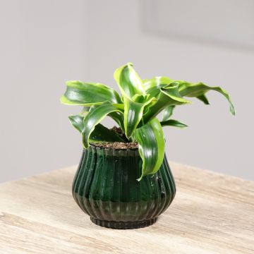 Dracaena Dragontree Tornado