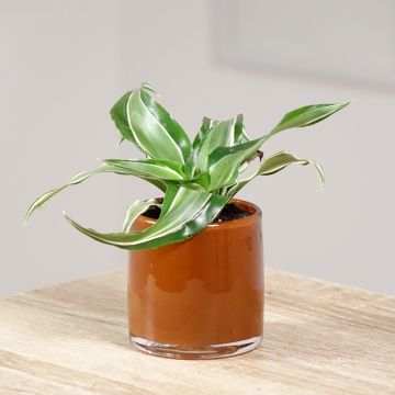 Dracaena Kanzi