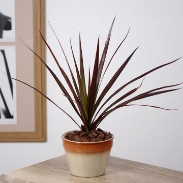 Dracaena Magenta