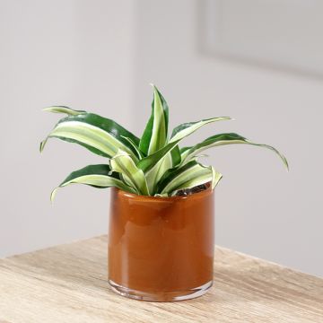 Dracaena Malaika