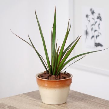 Dracaena marginata