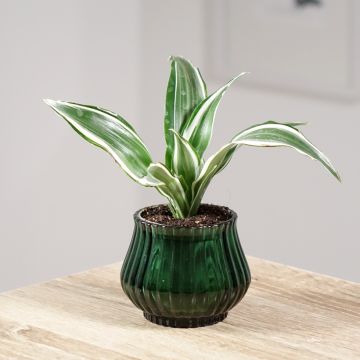 Dracaena White Jewel