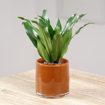 Dracaena Janet Craig